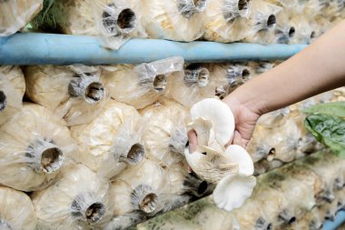 Yemek pişirmek için Melek mantarı toplayan kadın eli. 