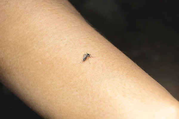 Peligroso virus Zica mosquito chupando sangre en la piel humana causa — Foto de Stock