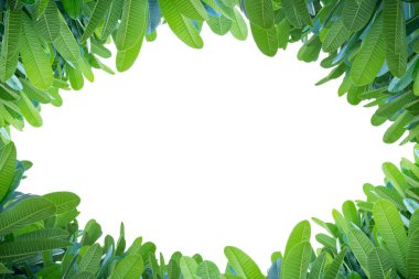 Plumeria yaprakları, çerçevelenmiş beyaz izole edilmiş arka plan. Ortadaki boşluk metni yerleştirebilir