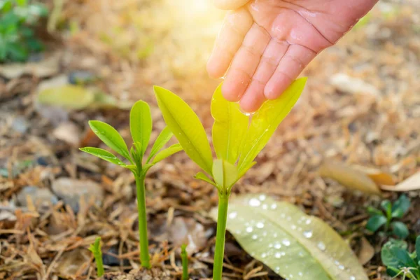 Tarım Bitki Yetiştiriyorum Tohum Ekin Yeşillik Içinde Yetişen Bakımı Sulama — Stok fotoğraf