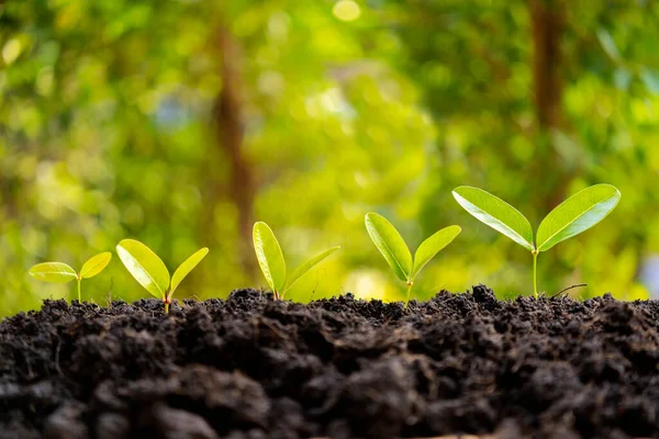 Růst Podnikání Finanční Investiční Koncepce Malé Zelené Sazenice Rostoucí Půdě — Stock fotografie
