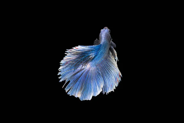 Betta Fish Sparkling Blue Single Siamese Fighting Fish Betta Splendens — Fotografia de Stock