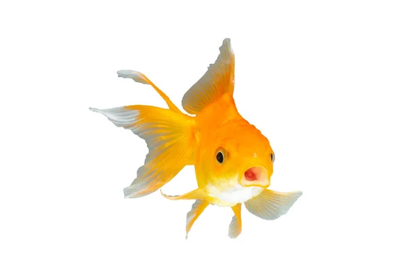 白色背景的金鱼 — 图库照片