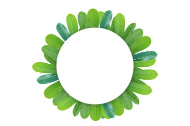 Plumeria yaprakları, beyaz daire şeklinde izole edilmiş arka plan. Boşluk alanı