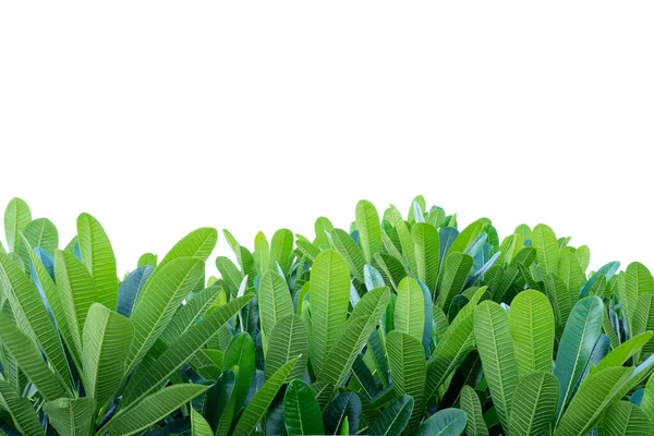 Hojas Plumeria Fondo Blanco Aislado Espacio Blanco — Foto de Stock