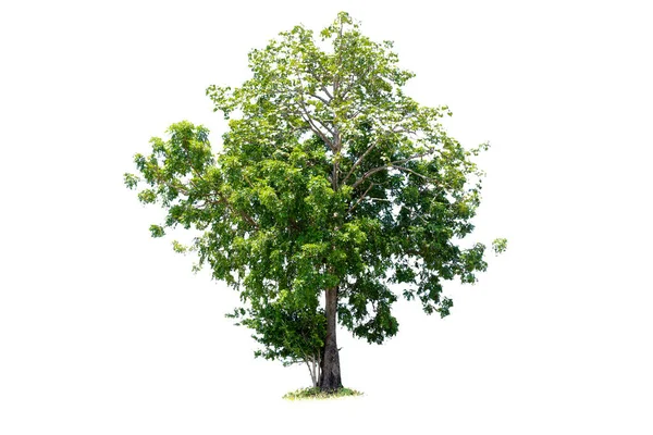 Albero Cosa Più Importante Del Mondo Produzione Ossigeno Controllo Della — Foto Stock