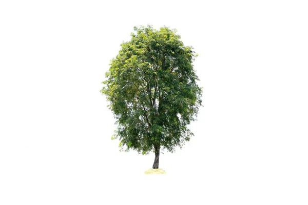 Der Baum Ist Das Wichtigste Auf Der Welt Sauerstoffproduktion Temperaturkontrolle — Stockfoto