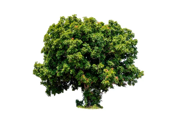 Der Baum Ist Das Wichtigste Auf Der Welt Sauerstoffproduktion Temperaturkontrolle — Stockfoto