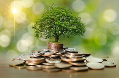 Para büyütme, para biriktirme. İş büyütme kavramını gösteren yüksek ağaç sikkeleri
