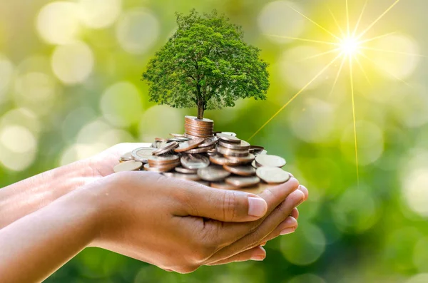 Mano Árbol Monedas Árbol Crece Pila Ahorro Dinero Para Futuro — Foto de Stock