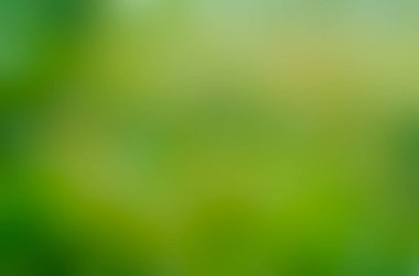 yeşil görüntü arka plan ışığı sarı bıraktı