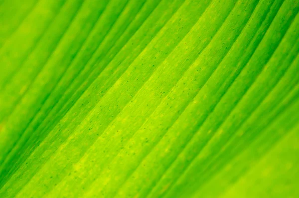 Achtergrond Sluiten Van Bananen Blad Groene Bananen Blad Achtergrond Abstract — Stockfoto
