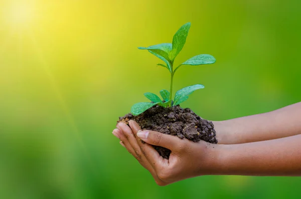 Nas Mãos Árvores Cultivando Mudas Bokeh Verde Fundo Feminino Mão — Fotografia de Stock