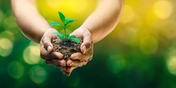 Las Manos Los Árboles Que Crecen Plántulas Bokeh Verde Antecedentes — Foto de Stock