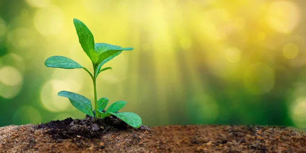 Dia Mundial Meio Ambiente Plantio Mudas Planta Jovem Luz Manhã — Fotografia de Stock
