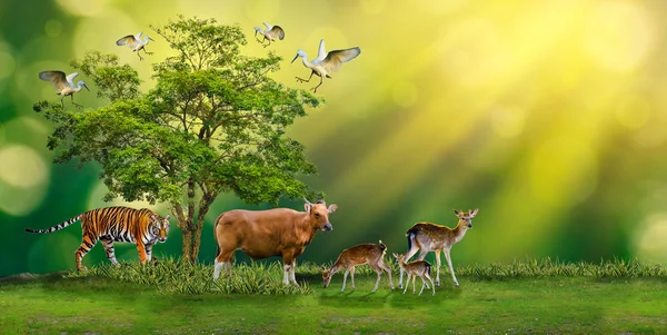 Concept Natuurreservaat Besparen Wildlife Reserve Tijger Red Deer Opwarming Voedsel — Stockfoto