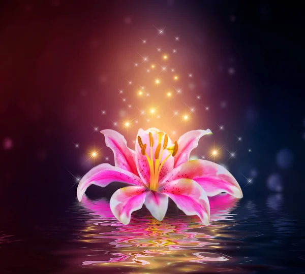 Pink Lilies Flower Water Reflection — Stock Photo, Image