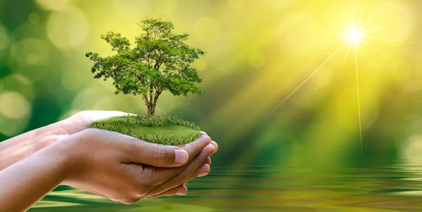 Miljö Earth Day Händerna Träd Som Odlar Plantor Bokeh Grön — Stockfoto