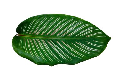 Calathea ornata pin şerit arka plan beyaz izole bırakır