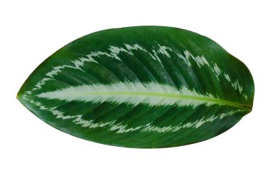 Calathea ornata pin şerit arka plan beyaz izole bırakır