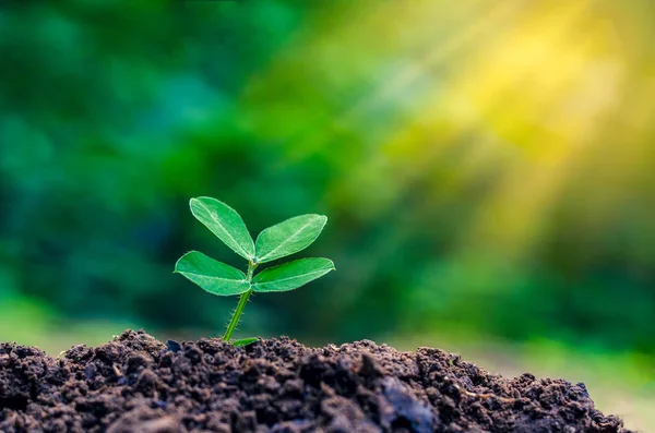 Dia Mundial Meio Ambiente Plantio Mudas Planta Jovem Luz Manhã — Fotografia de Stock