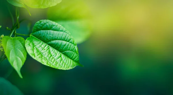 Bladeren Achtergrond Blurry Groene Bladeren Hebben Vrije Ruimte — Stockfoto