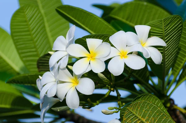 Frangipani Blumen Blumenstrauß Weißer Hintergrund Mit Grünen Blättern — Stockfoto