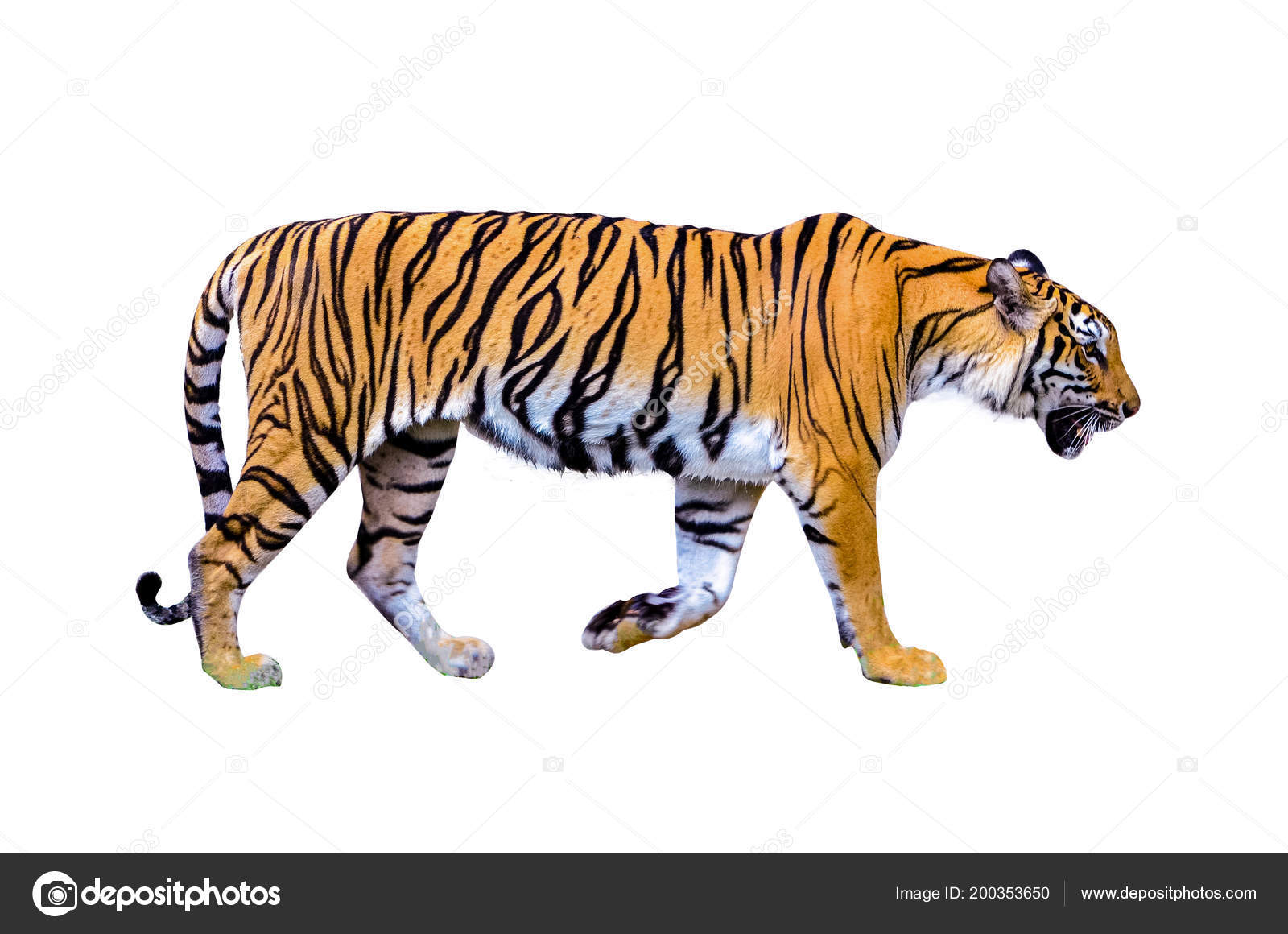 Tiger White Background Isolate Full Body Stock Photo by ©sarayut 200353650