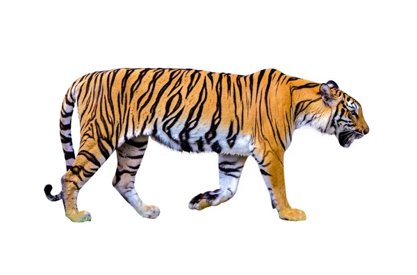 Tiger Weißer Hintergrund Isolieren Ganzkörper — Stockfoto