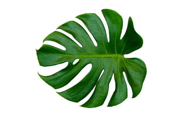 Foglie Monstera Con Isolato Fondo Bianco Foglie Fondo Bianco — Foto Stock