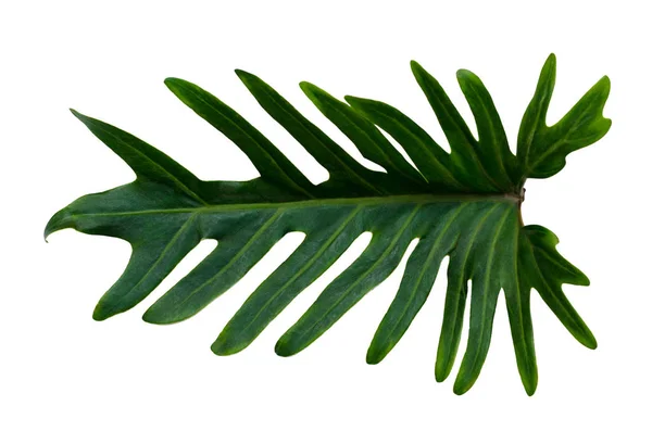 Monstera Blätter Mit Isolate Auf Weißem Hintergrund Blätter Auf Weißem — Stockfoto