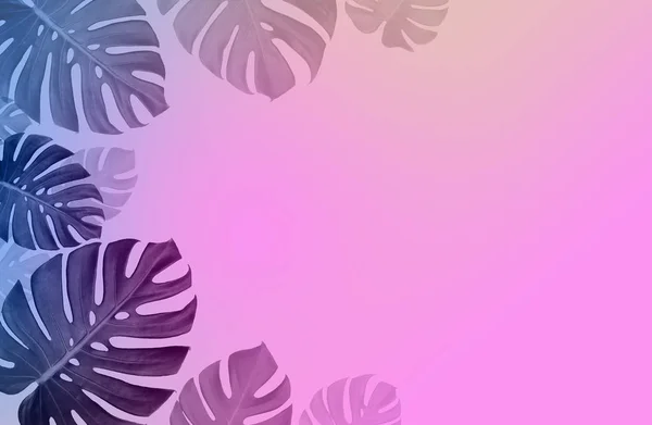 Concepto Arte Diseño Fondo Mínimo Hojas Monstruo Rosa Azul Tropical — Foto de Stock