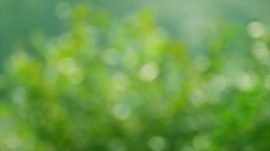 Bokeh doğa arka plan, doğa yeşil bokeh arka plan bulanıklık yeşil