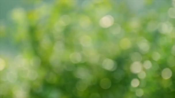 Bokeh Nature Abstract Background Nature Green Bokeh Background Blur Green — Stock Video