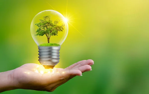 森と木々は光に包まれている 地球環境保全と地球温暖化の概念地球の概念を保存する乾燥土壌上のランプ電球の中で成長 — ストック写真
