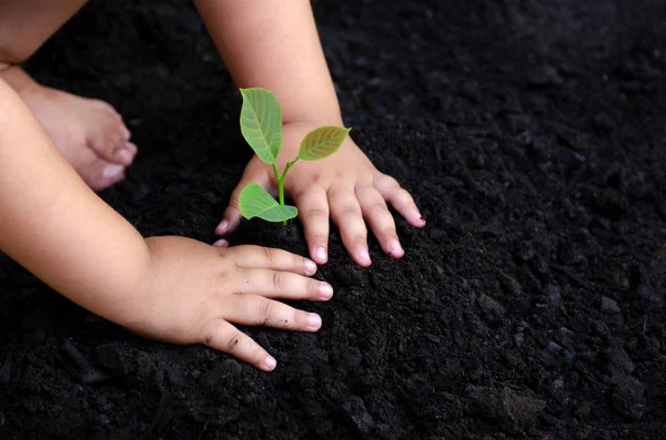 Boom Plantgoed Baby Hand Donkere Grond Het Concept Geïmplanteerd Kinder — Stockfoto