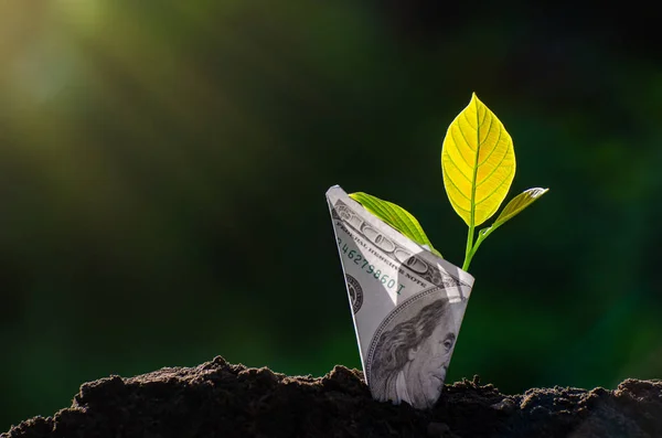 Árbol Billetes Imagen Billete Banco Con Planta Creciendo Parte Superior — Foto de Stock