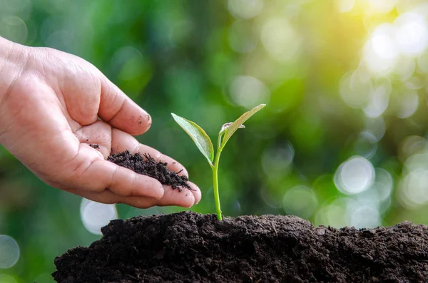 Baum Setzling Hand Pflanzung Keimen Boden Mit Sonnenuntergang Nahaufnahme Männliche — Stockfoto