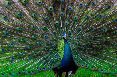 Tavus kuşu tavus kuşu güzel kuyruk göstermek model yeşil nokta