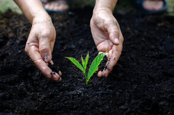 Ambiente Giornata Della Terra Nelle Mani Alberi Che Crescono Piantine — Foto Stock