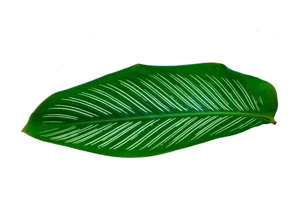 Blätter Calathea Ornata Nadelstreifen Hintergrund Weiß Isolieren — Stockfoto