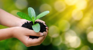 Çevre Günü, filizlenen ağaçların ellerinde. Bokeh yeşil arka plan Kadın el ele tutuşuyor doğa tarlası çim orman koruma kavramı