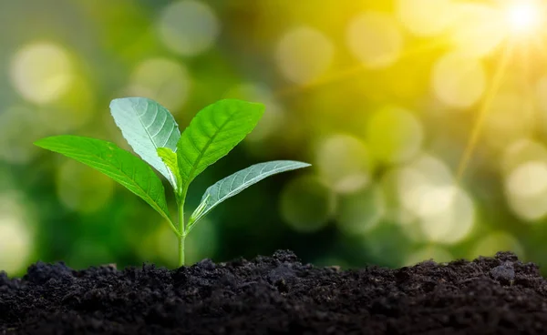 Plantio Mudas Planta Jovem Luz Manhã Fundo Natureza — Fotografia de Stock