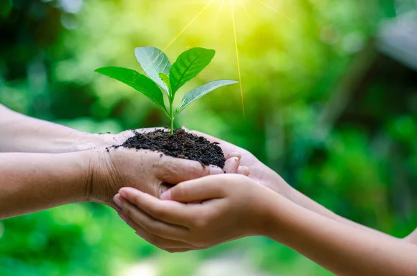 Erwachsene Baby Hand Tree Environment Earth Day Den Händen Von — Stockfoto