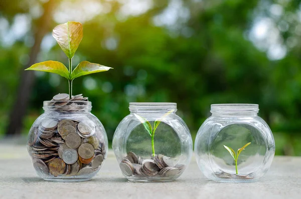 Árbol Moneda Tarro Vidrio Planta Que Crece Partir Monedas Fuera — Foto de Stock