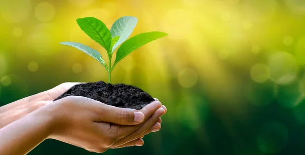 Ambiente Dia Terra Nas Mãos Árvores Cultivando Mudas Bokeh Verde — Fotografia de Stock