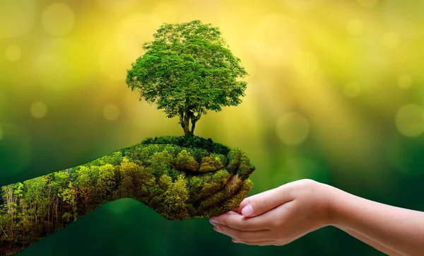 Environment Earth Day Hands Trees Growing Seedlings Bokeh Green Background — Stock Photo, Image