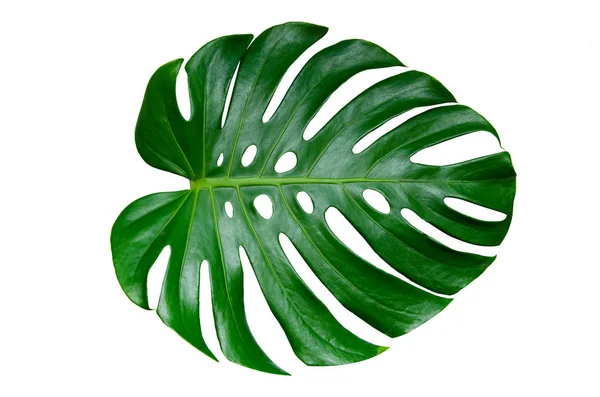 Monstera yaprakları beyaz arkaplanda yalıtılmış beyaz arkaplanda bırakır