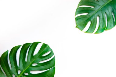 Monstera yaprakları beyaz arkaplanda yalıtılmış beyaz arkaplanda bırakır
