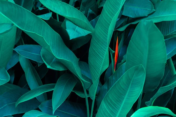 Tropische Bladeren Kleurrijke Bloem Donker Tropisch Gebladerte Natuur Achtergrond Donkergroen — Stockfoto